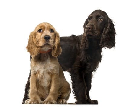 types of spaniels